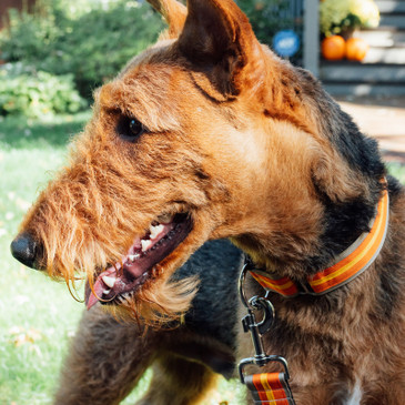 Dog wearing a striped collar
